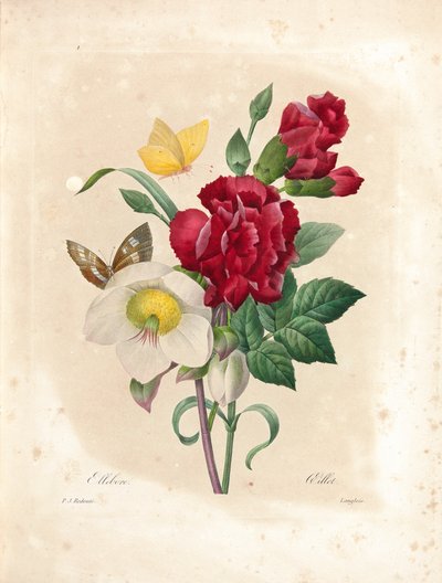 Oeillet, engraved by Langlois, from 